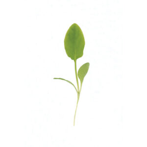 image of a single Sorrel Microgreen