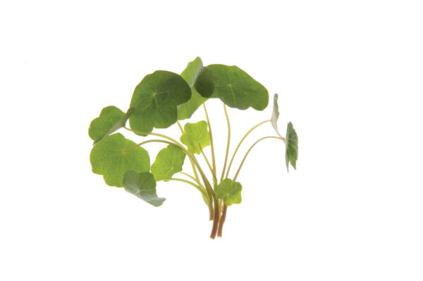 image of a single Nasturtium Microgreen