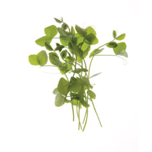 image of a single Pea Shoots Microgreen