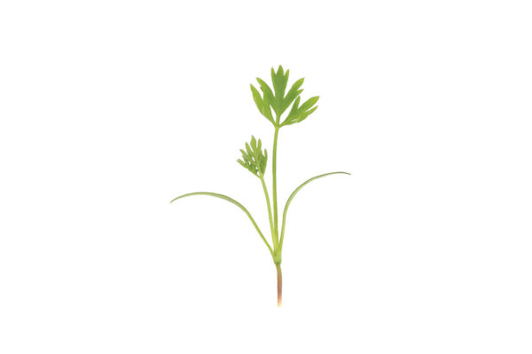 image of a single Carrot Microgreen
