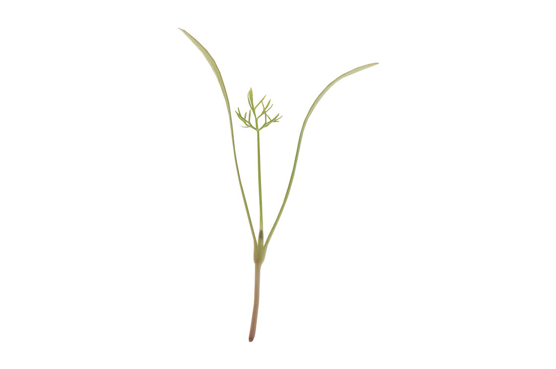 image of a single Fennel Microgreen