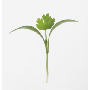 image of a single Cilantro Microgreen