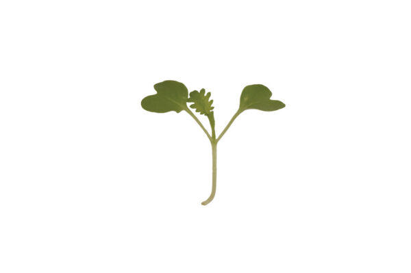 image of a single Wasabi Mustard Microgreen