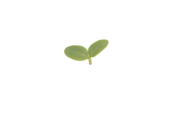 image of a single Borage Microgreen