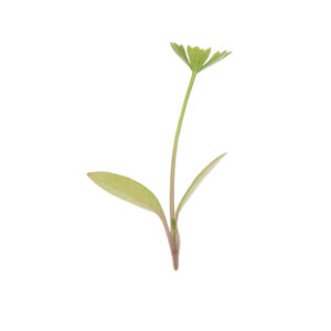 image of a single Parsley Microgreen