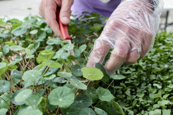 Microgreens being cut by a gloved hand