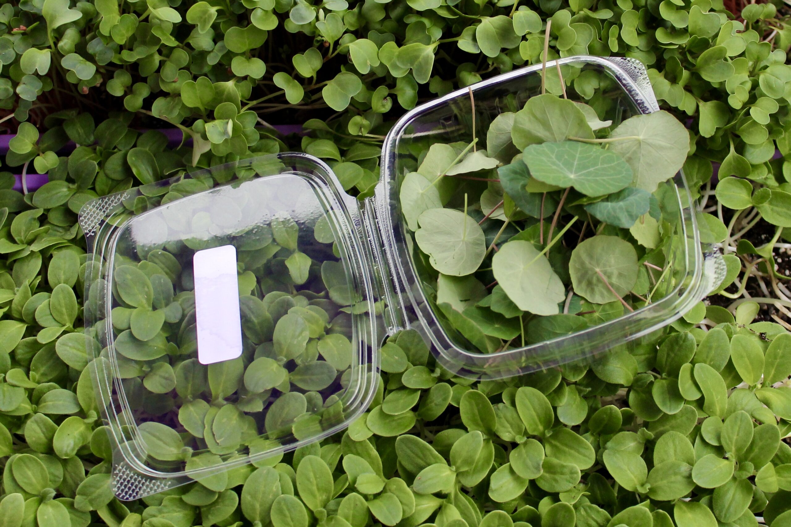 Microgreens and a micrgreens container