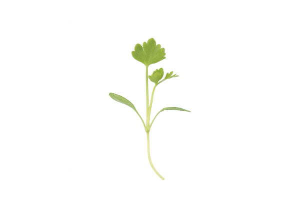 image of a single Celery Microgreen