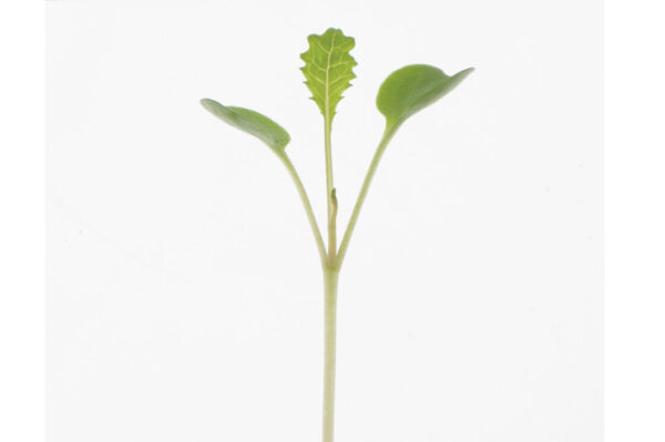 image of a single Kale Microgreen