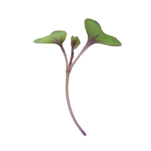 image of a single Cabbage Microgreen