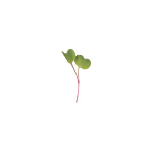 image of a single Radish Microgreen