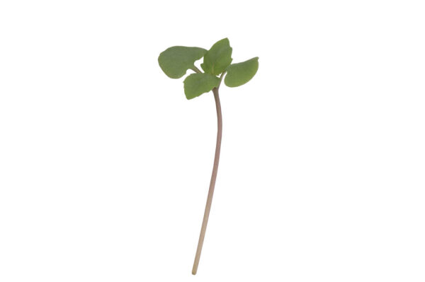 image of a single Basil Microgreen