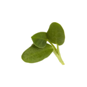 image of a single Fenugreek Microgreen