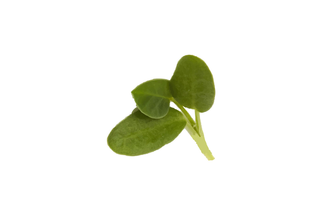 image of a single Fenugreek Microgreen