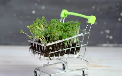Microgreens Delivery Subscription