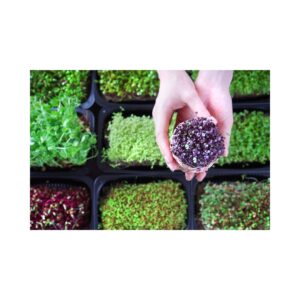 5x5 inch trays of microgreens