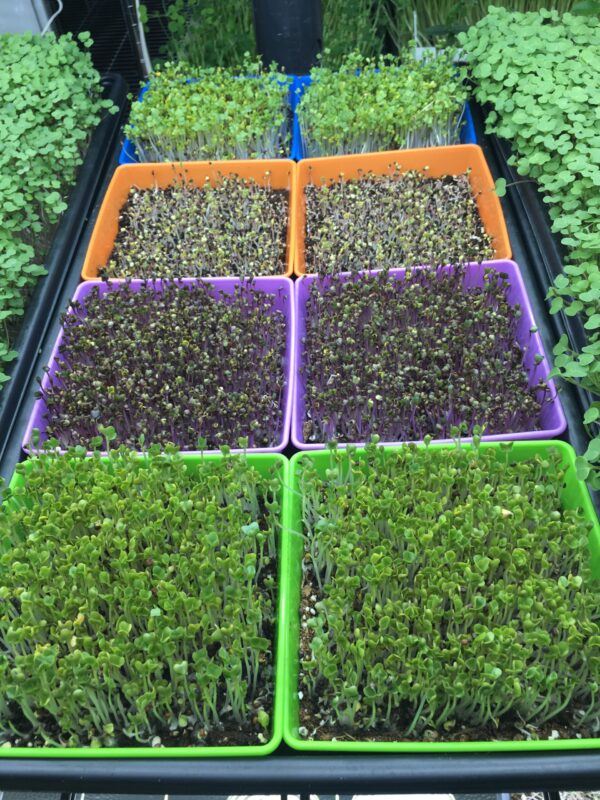 5x5' trays growing microgreens