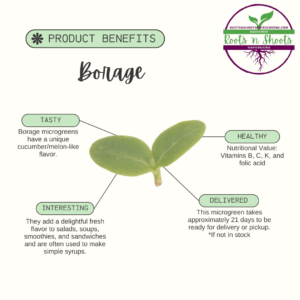 picture of one borage microgreen with text about flavor, uses, nutritional value, and how to order