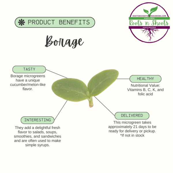 picture of one borage microgreen with text about flavor, uses, nutritional value, and how to order