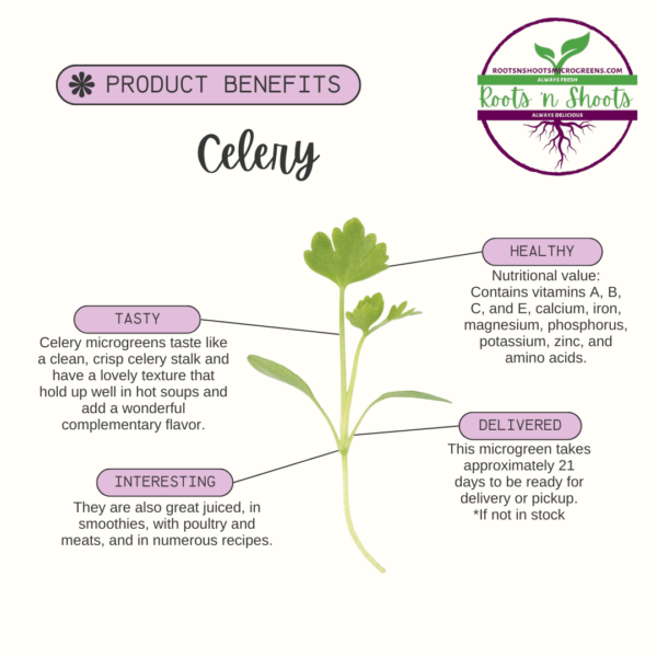 picture of one celery microgreen with text about flavor, uses, nutritional value, and how to order