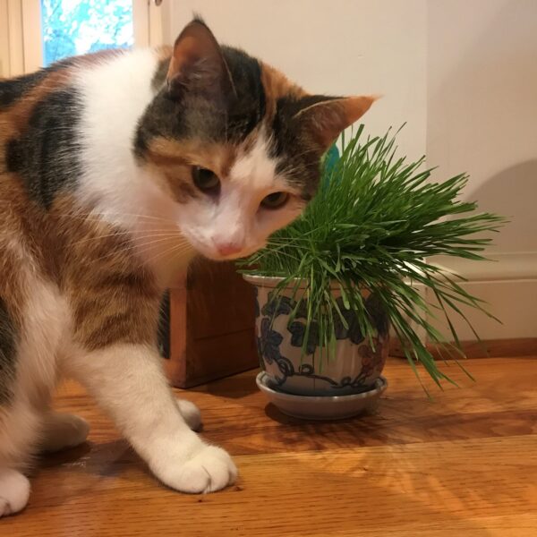 cat with pet grass