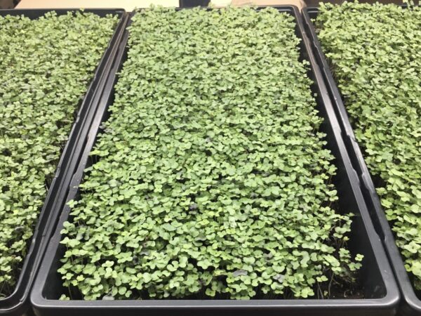 10x20" trays growing microgreens