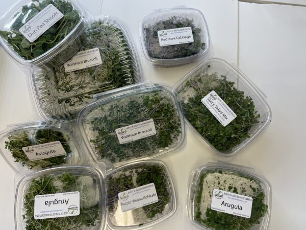 Several containers of microgreens