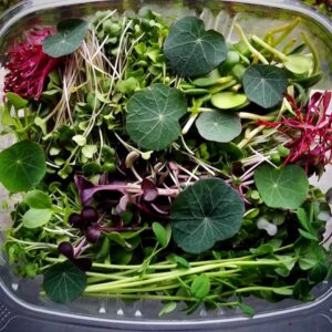 Large sampler container of microgreens with lots of varieties