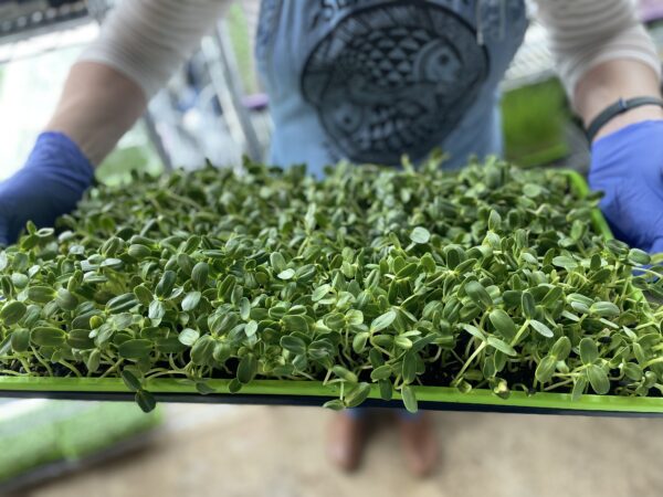 sunflower shoots growing in tray