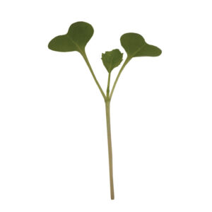 image of a single Broccoli Microgreen