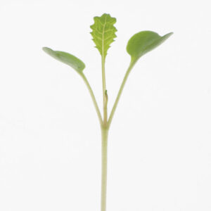image of a single Kale Microgreen