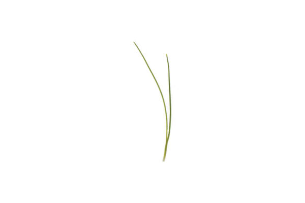 image of a single Onion Microgreen