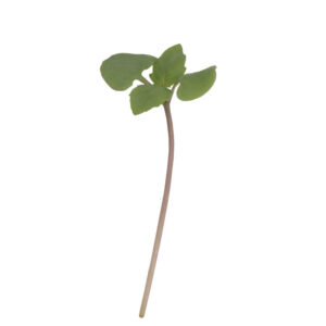 image of a single Basil Microgreen