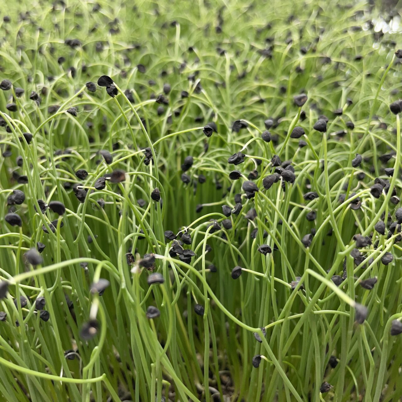 onion-roots-n-shoots-microgreens