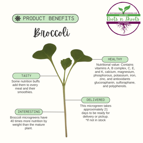 Picture of one broccoli microgreen with text info about uses, nutrition, flavor and how to order