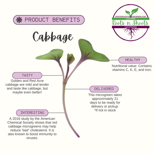 Picture of one red cabbage microgreen with text info about how to use, nutrition, taste, and how to order