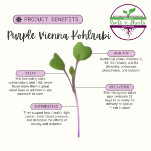 picture of one purple kohlrabi microgreen with text about nutrition, uses, flavor, and how to order