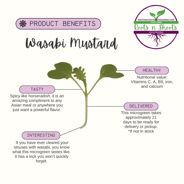 picture of one wasabi mustard microgreen with text about flavor, uses, nutritional value, and how to order